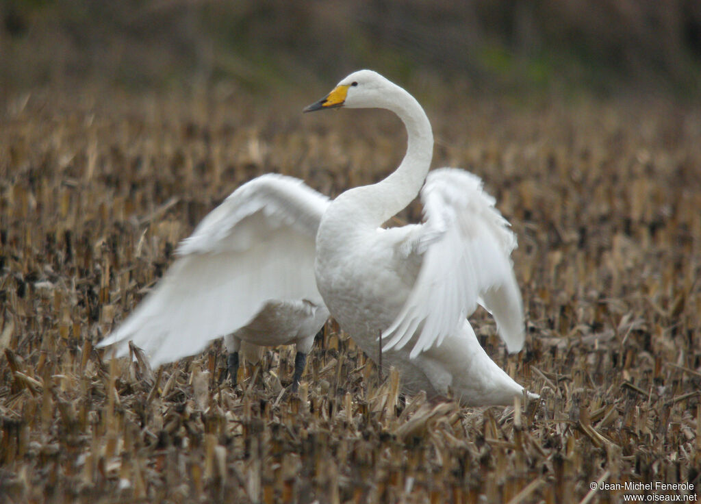 Cygne chanteur