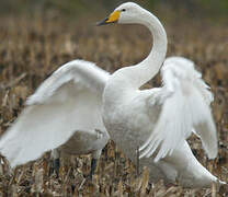 Cygne chanteur