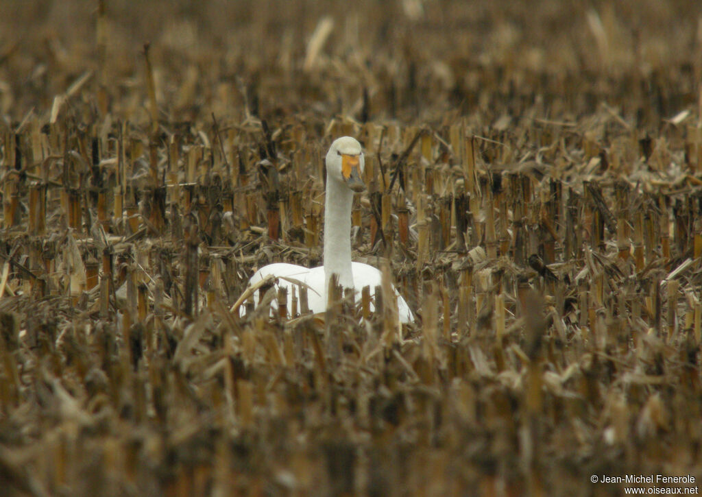 Cygne chanteur