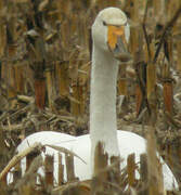 Whooper Swan