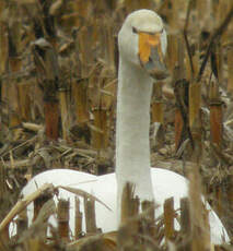 Cygne chanteur