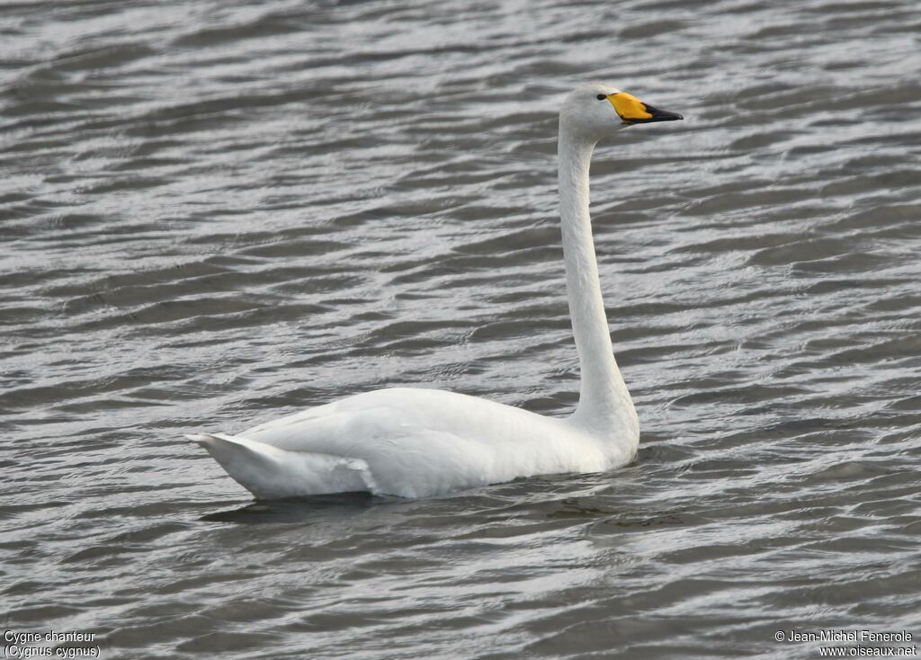 Cygne chanteur