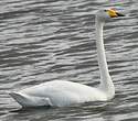 Cygne chanteur