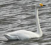 Cygne chanteur