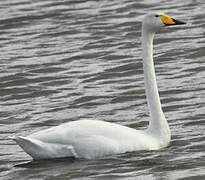 Cygne chanteur