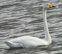 Cygne chanteur