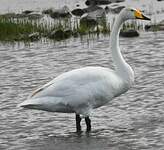 Cygne chanteur