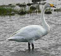 Cygne chanteur