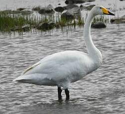 Cygne chanteur