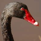 Cygne noir