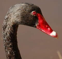 Cygne noir