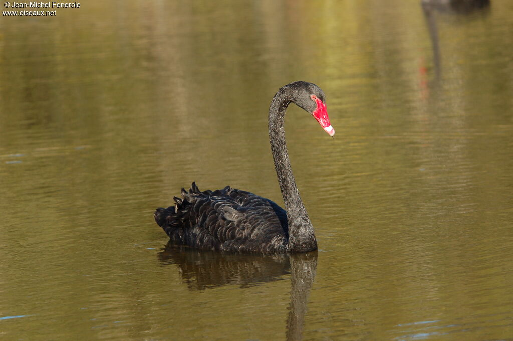 Cygne noir