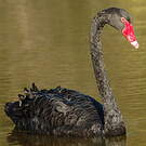 Cygne noir