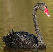 Cygne noir