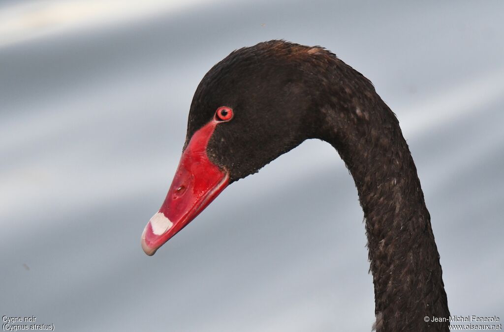 Cygne noir