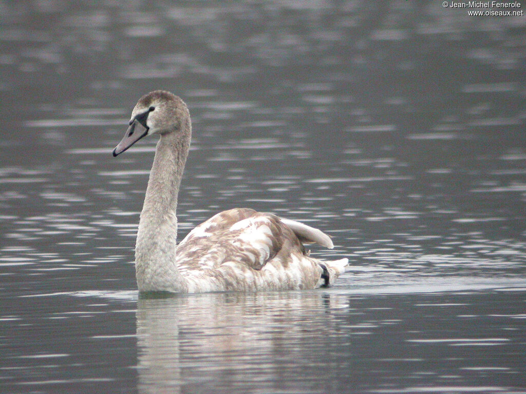 Cygne tuberculé