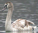 Cygne tuberculé