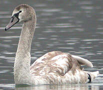 Cygne tuberculé