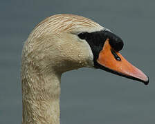 Cygne tuberculé