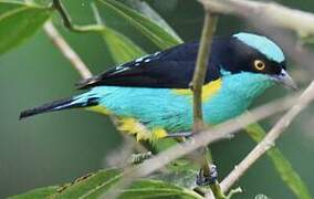 Yellow-tufted Dacnis