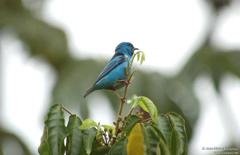 Dacnis bleu mâle adulte nuptial