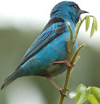 Dacnis bleu