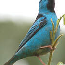 Dacnis bleu