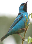 Dacnis bleu