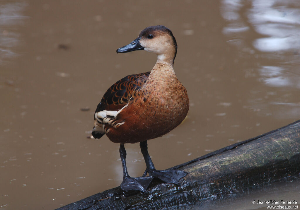 Wandering Whistling Duckadult breeding