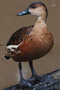 Dendrocygne à lunules