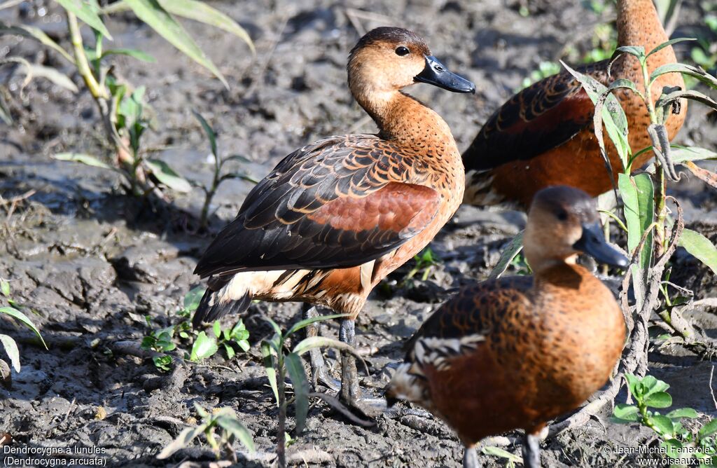 Wandering Whistling Duck