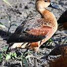 Dendrocygne à lunules