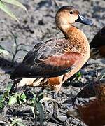 Wandering Whistling Duck