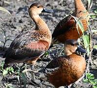 Wandering Whistling Duck