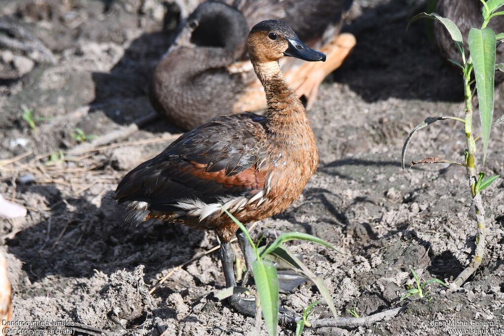 Dendrocygne à lunules