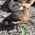 Dendrocygne à lunules