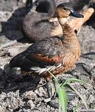 Dendrocygne à lunules