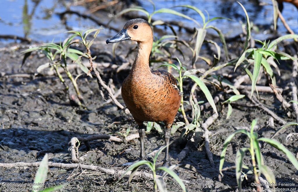 Dendrocygne à lunules