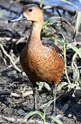 Wandering Whistling Duck