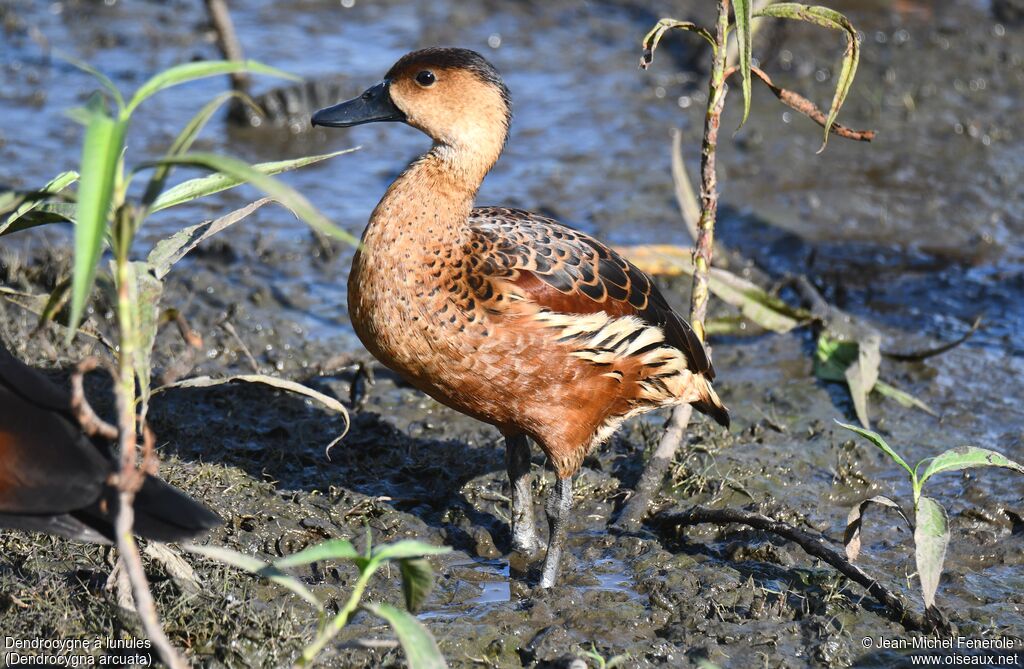 Dendrocygne à lunules