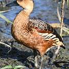 Dendrocygne à lunules