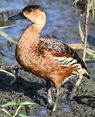 Dendrocygne à lunules