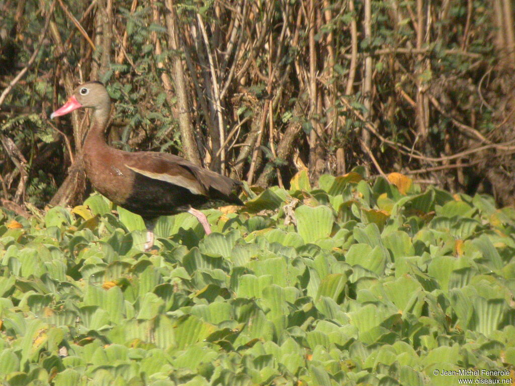 Dendrocygne à ventre noir