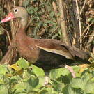 Dendrocygne à ventre noir