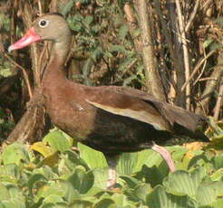 Dendrocygne à ventre noir