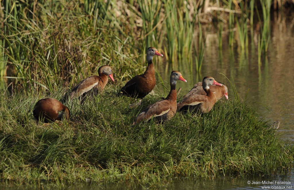 Dendrocygne à ventre noir