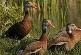 Dendrocygne à ventre noir