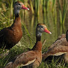 Dendrocygne à ventre noir