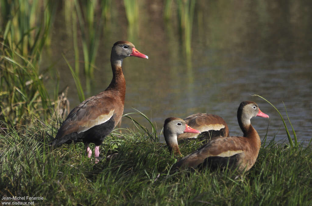 Dendrocygne à ventre noiradulte, identification