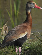 Dendrocygne à ventre noir